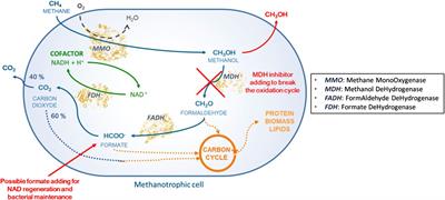 Methane biohydroxylation into methanol by Methylosinus trichosporium OB3b: possible limitations and formate use during reaction